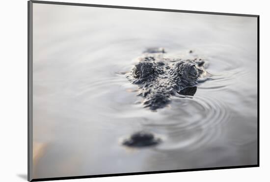 A Large American Crocodile Surfaces in a Lagoon-Stocktrek Images-Mounted Photographic Print