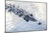 A Large American Crocodile Surfaces in a Lagoon-Stocktrek Images-Mounted Photographic Print