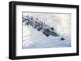 A Large American Crocodile Surfaces in a Lagoon-Stocktrek Images-Framed Photographic Print
