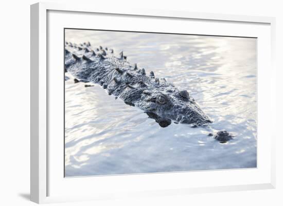 A Large American Crocodile Surfaces in a Lagoon-Stocktrek Images-Framed Photographic Print