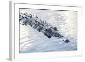 A Large American Crocodile Surfaces in a Lagoon-Stocktrek Images-Framed Photographic Print