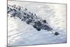 A Large American Crocodile Surfaces in a Lagoon-Stocktrek Images-Mounted Photographic Print