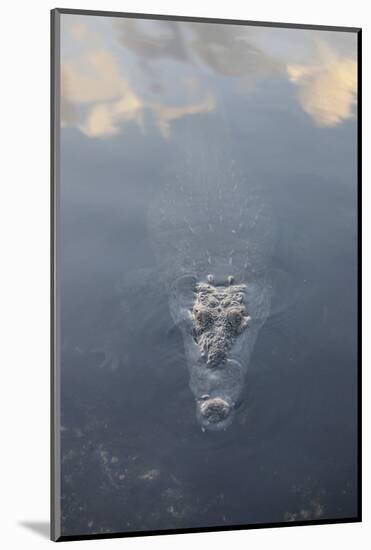 A Large American Crocodile Surfaces in a Lagoon-Stocktrek Images-Mounted Photographic Print