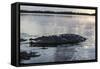 A Large American Crocodile Surfaces in Turneffe Atoll, Belize-Stocktrek Images-Framed Stretched Canvas