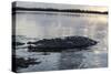 A Large American Crocodile Surfaces in Turneffe Atoll, Belize-Stocktrek Images-Stretched Canvas
