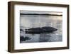 A Large American Crocodile Surfaces in Turneffe Atoll, Belize-Stocktrek Images-Framed Photographic Print