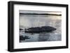 A Large American Crocodile Surfaces in Turneffe Atoll, Belize-Stocktrek Images-Framed Photographic Print