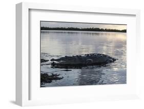 A Large American Crocodile Surfaces in Turneffe Atoll, Belize-Stocktrek Images-Framed Photographic Print