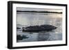 A Large American Crocodile Surfaces in Turneffe Atoll, Belize-Stocktrek Images-Framed Photographic Print