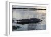 A Large American Crocodile Surfaces in Turneffe Atoll, Belize-Stocktrek Images-Framed Photographic Print