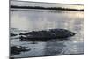 A Large American Crocodile Surfaces in Turneffe Atoll, Belize-Stocktrek Images-Mounted Photographic Print