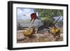 A Large Bakonydraco Pterosaur Attacking a Nest of Small Ajkaceratops-null-Framed Art Print