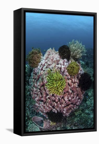 A Large Barrel Sponge Covered with Crinoids-Stocktrek Images-Framed Stretched Canvas