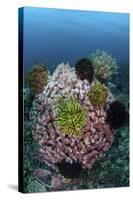 A Large Barrel Sponge Covered with Crinoids-Stocktrek Images-Stretched Canvas