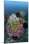 A Large Barrel Sponge Covered with Crinoids-Stocktrek Images-Mounted Photographic Print