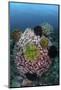 A Large Barrel Sponge Covered with Crinoids-Stocktrek Images-Mounted Photographic Print