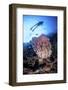 A Large Barrel Sponge Grows on a Reef Dropoff Near Sulawesi, Indonesia-Stocktrek Images-Framed Photographic Print