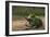 A Large Beelzebufo Frog Eating a Small Masiakasaurus-null-Framed Premium Giclee Print