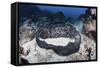 A Large Black-Blotched Stingray Near Cocos Island, Costa Rica-Stocktrek Images-Framed Stretched Canvas