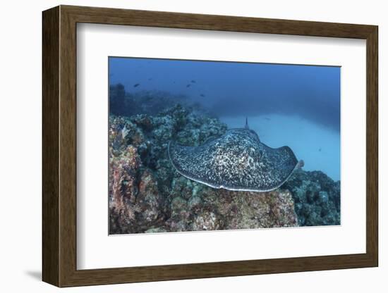 A Large Black-Blotched Stingray Near Cocos Island, Costa Rica-Stocktrek Images-Framed Photographic Print
