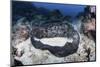 A Large Black-Blotched Stingray Near Cocos Island, Costa Rica-Stocktrek Images-Mounted Photographic Print