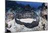 A Large Black-Blotched Stingray Near Cocos Island, Costa Rica-Stocktrek Images-Mounted Photographic Print