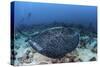 A Large Black-Blotched Stingray Swims over the Rocky Seafloor-Stocktrek Images-Stretched Canvas