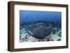 A Large Black-Blotched Stingray Swims over the Rocky Seafloor-Stocktrek Images-Framed Premium Photographic Print