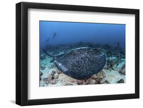 A Large Black-Blotched Stingray Swims over the Rocky Seafloor-Stocktrek Images-Framed Premium Photographic Print