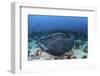 A Large Black-Blotched Stingray Swims over the Rocky Seafloor-Stocktrek Images-Framed Premium Photographic Print