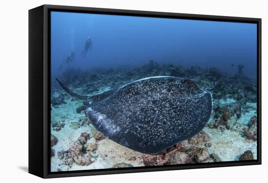 A Large Black-Blotched Stingray Swims over the Rocky Seafloor-Stocktrek Images-Framed Stretched Canvas