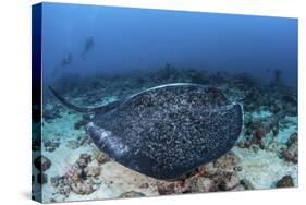 A Large Black-Blotched Stingray Swims over the Rocky Seafloor-Stocktrek Images-Stretched Canvas