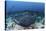 A Large Black-Blotched Stingray Swims over the Rocky Seafloor-Stocktrek Images-Stretched Canvas