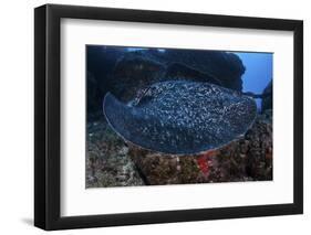 A Large Black-Blotched Stingray Swims over the Rocky Seafloor-Stocktrek Images-Framed Premium Photographic Print