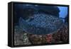 A Large Black-Blotched Stingray Swims over the Rocky Seafloor-Stocktrek Images-Framed Stretched Canvas