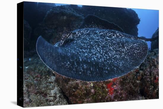A Large Black-Blotched Stingray Swims over the Rocky Seafloor-Stocktrek Images-Stretched Canvas
