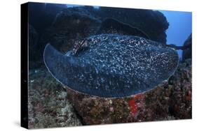 A Large Black-Blotched Stingray Swims over the Rocky Seafloor-Stocktrek Images-Stretched Canvas