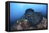 A Large Black-Blotched Stingray Swims over the Rocky Seafloor-Stocktrek Images-Framed Stretched Canvas