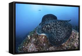 A Large Black-Blotched Stingray Swims over the Rocky Seafloor-Stocktrek Images-Framed Stretched Canvas