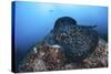 A Large Black-Blotched Stingray Swims over the Rocky Seafloor-Stocktrek Images-Stretched Canvas