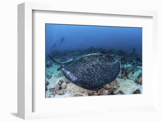 A Large Black-Blotched Stingray Swims over the Rocky Seafloor-Stocktrek Images-Framed Photographic Print