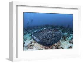 A Large Black-Blotched Stingray Swims over the Rocky Seafloor-Stocktrek Images-Framed Photographic Print