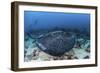 A Large Black-Blotched Stingray Swims over the Rocky Seafloor-Stocktrek Images-Framed Photographic Print