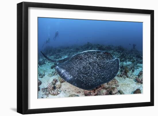 A Large Black-Blotched Stingray Swims over the Rocky Seafloor-Stocktrek Images-Framed Photographic Print