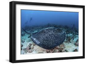 A Large Black-Blotched Stingray Swims over the Rocky Seafloor-Stocktrek Images-Framed Photographic Print