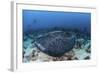 A Large Black-Blotched Stingray Swims over the Rocky Seafloor-Stocktrek Images-Framed Photographic Print