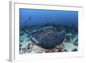 A Large Black-Blotched Stingray Swims over the Rocky Seafloor-Stocktrek Images-Framed Photographic Print