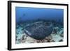 A Large Black-Blotched Stingray Swims over the Rocky Seafloor-Stocktrek Images-Framed Photographic Print