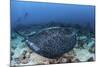 A Large Black-Blotched Stingray Swims over the Rocky Seafloor-Stocktrek Images-Mounted Photographic Print