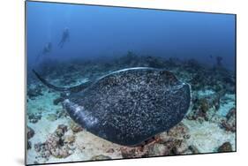 A Large Black-Blotched Stingray Swims over the Rocky Seafloor-Stocktrek Images-Mounted Photographic Print